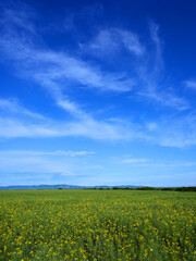 Fototapeta premium Green fresh grass under blue sky with cloud in summer day. Landscape view of green grass on slope with blue sky and clouds background. Field on a background.