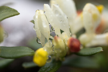 un bel gruppo di fiori primaverili in una giornata piovosa, dei bei fiori primaverili colorati, la...