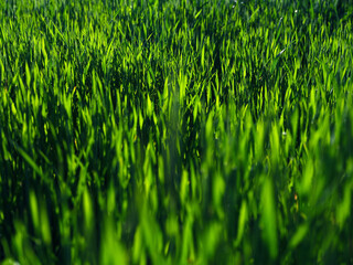 Fresh green grass background. Long fresh green grass texture background. Young green grass. lawn. Grass field ideal concept, green flooring. Natural carpet