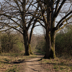 Obraz premium Forêt de sénart 