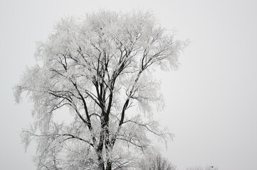 Duże samotne drzewo oszronione gałęzie zimowa sceneria