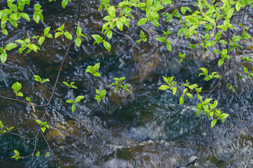 Branch of prunus padus above a stream in spring.