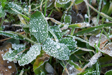 Icing on a clover leaf on the ground.