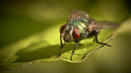 fly on leaf