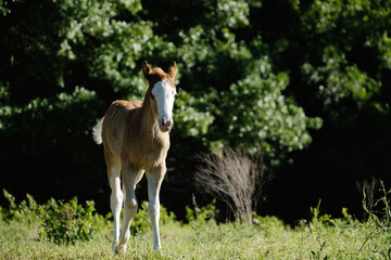 Little bald face foal horse in green farm field.