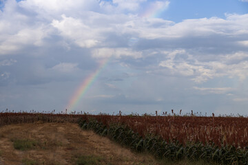 Rainbow over corn field with blue sky and clouds background