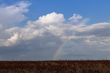 Rainbow over corn field with blue sky and clouds background