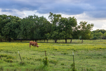 Naklejka na ściany i meble Texas Longhorns grazing in a green pasture 
