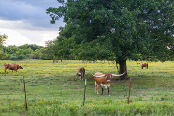 Texas Longhorns grazing in a green pasture
