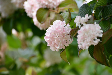 A close-up of puffy light pink blooms on a bush.
