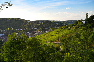 Fototapeta na wymiar Scenic summer view from the Haigst lookout in Stuttgart, Germany to a vineyard on the right side and forested hills in the background. 