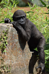 Baby gorilla on a rock