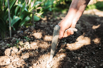 Female hand making a hole in the ground for pepper plantation