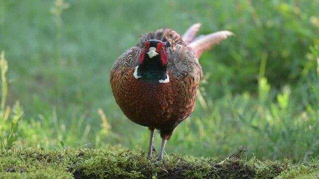 Birds Common pheasant Phasianus colchicus. In the habitat, drinks water