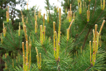 spruce buds, spruce needles, spruce branches with young shoots, blooming spruce in spring close-up