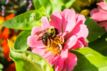 Franklin Park Conservatory and Botanical Gardens
bee and flower