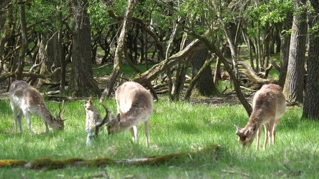 Group Fallow deers eating grass in nature park in the Netherlands