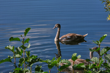 Gray swan on azure pond through green leaves of bushes