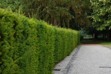 Fototapeta premium park