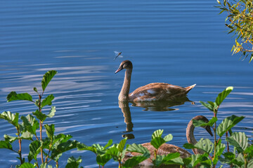 Gray swan and dragonfly on azure pond through green leaves of bushes