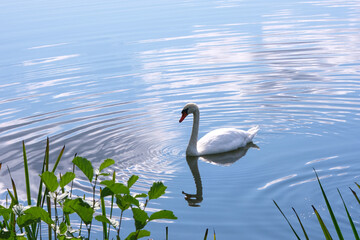 Obraz premium Lonely white swan floating on the pond