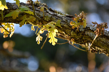 Fresh spring oak leaves on a branch illuminated by the sun.