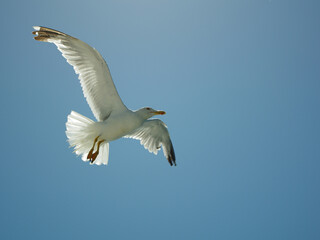 seagull in the clear sky