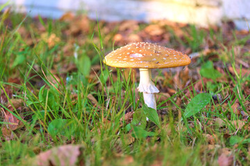 Amanita in green grass
