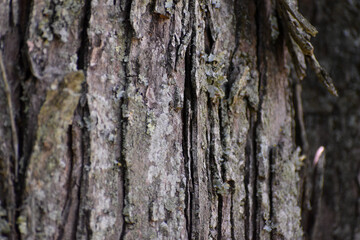 A close-up of tree bark with lichen.