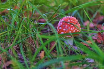 Amanita with a round hat in green grass