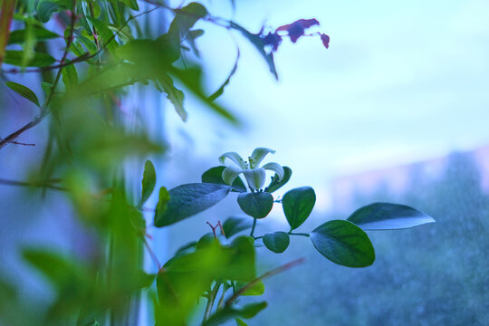 White murai flower on the background of a window and green leaves