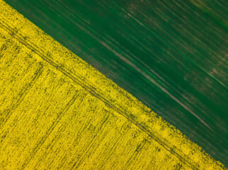 Top down aerial view of field of rapeseed and field of green wheat - plant for green energy