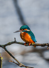 Common Kingfisher, Acedo Atthis, Sits On Tree Branch Watching For Fish