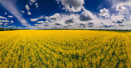 Panoramic view of field of rapeseed with beautiful clouds - plant for green energy