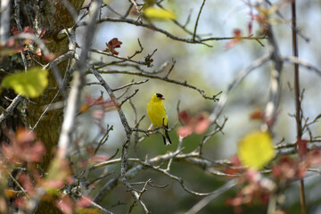 An American Goldfinch sitting on an oak tree branch.