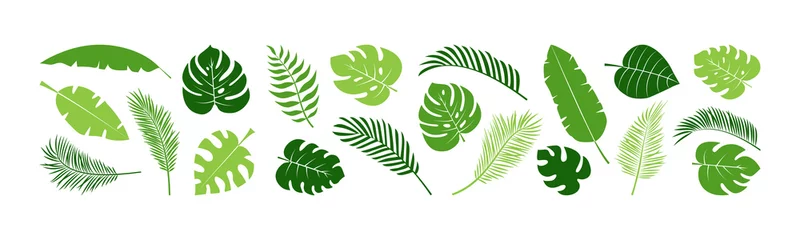 Foto op Canvas Zomer palm blad vector groene plant, exotische natuur set geïsoleerd op een witte achtergrond. Jungle illustratie © Sylfida