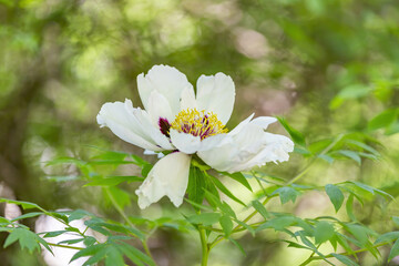Peony. Beautiful flowering bright summer flower of the family Paeoniaceae