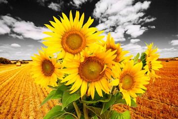 field and sunflowers and black and white sky