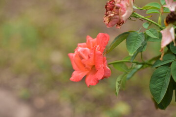 Close up rose flowers in nature