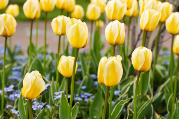 Blooming yellow tulips, spring in the park. Yellow tulips in the city flower bed. Floral background. For Easter greeting cards
