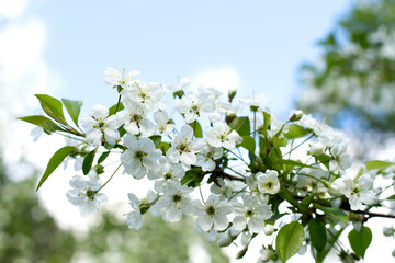 Blooming cherry flowers in spring, blooming on a young tree branch after the last snowfall in May, against a blue clear sky