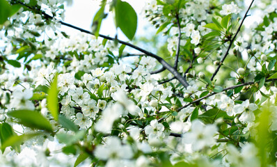 Branches of cherry blossoming, with white flowers, soft focus For Easter greeting cards with copy space. Beautiful light green spring floral background