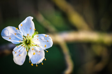 White cherry blossom in spring. Macro photography.