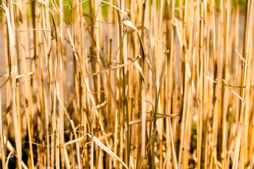 Trockenes Schilfrohr aus dem Vorjahr 2
