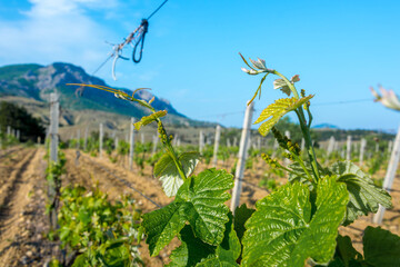 Young vineyard in spring