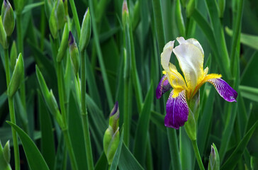 colorful iris in the garden. bright spring flowers
