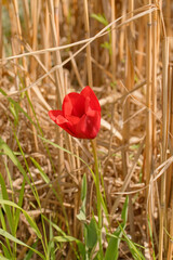 Obraz premium Tulpe vor Schilfrohr