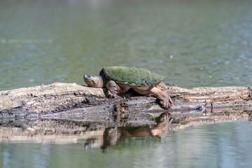 Snapping turtle spread out in the sun on a log in a lake