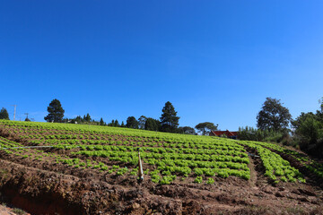 Fototapeta na wymiar vineyard and plantation