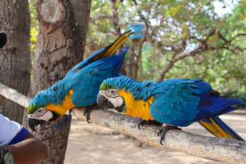 blue and yellow macaw